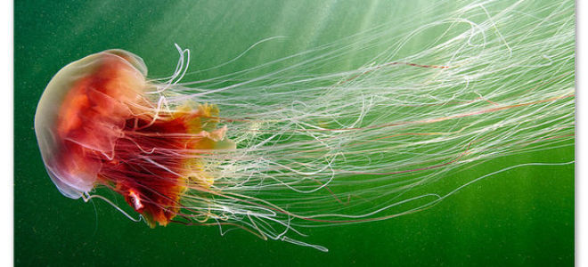 Медузы — доклад сообщение (3, 4, 7 класс, биология, окружающий мир)