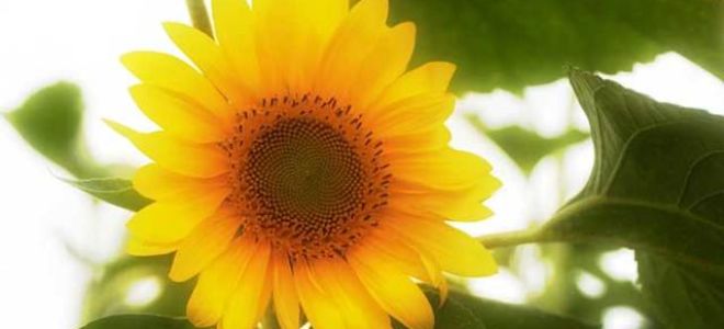 Дары волхвов — краткое содержание новеллы о. генри