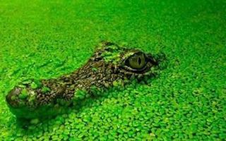 Крокодил — доклад сообщение