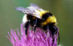 Пчелы, осы, шмели — сообщение доклад