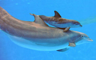 Дельфины — сообщение доклад (2, 4, 5, 7 класс)