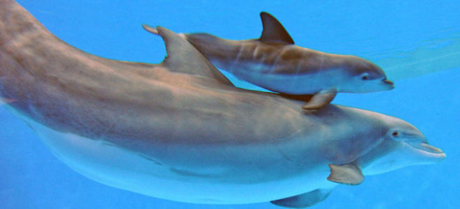 Дельфины — сообщение доклад (2, 4, 5, 7 класс)