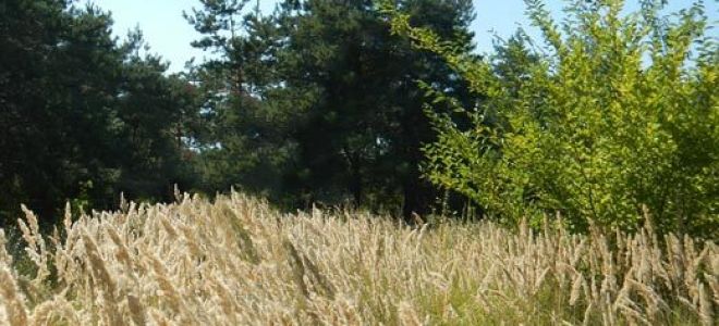 Родина — краткое содержание стиха лермонтова