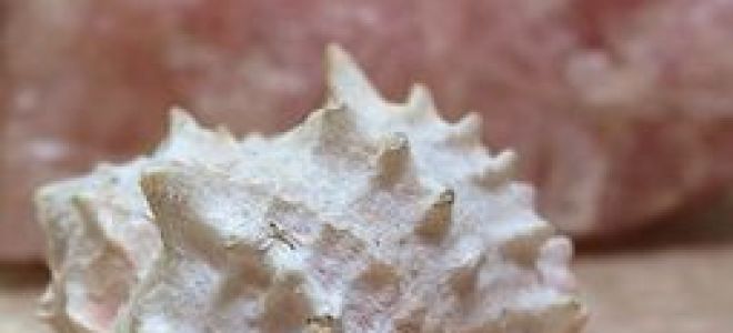 Анализ стихотворения гость ахматовой