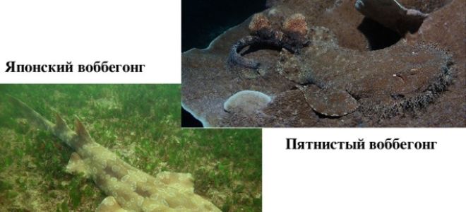 Хрящевые рыбы — 7 класс биология сообщение доклад