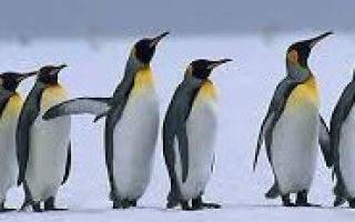 Доклад на тему пингвины сообщение