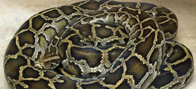 Анализ стихотворения тютчева рассвет 5 класс