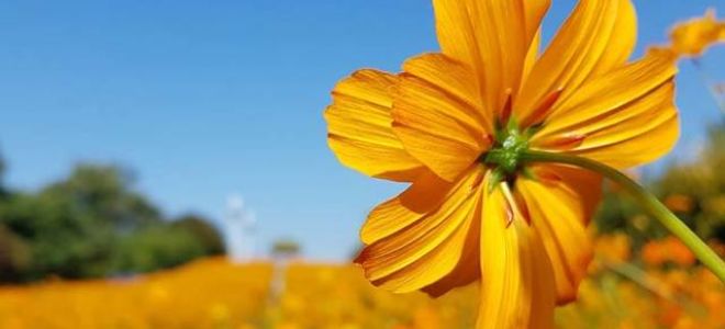 Алёшкино сердце — краткое содержание рассказа шолохов