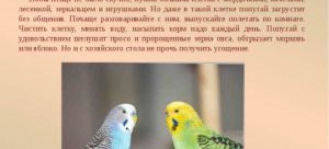 Доклад сообщение волнистый попугай