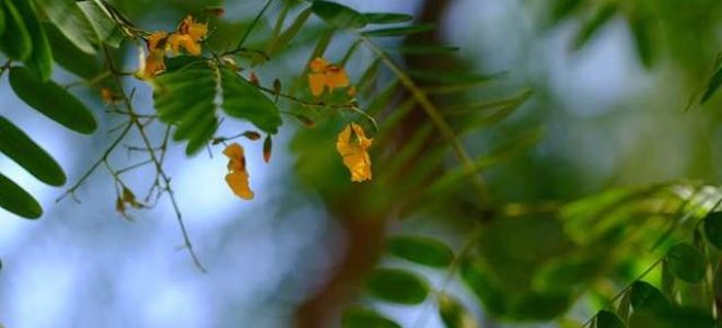 Горбун — краткое содержание романа дойла