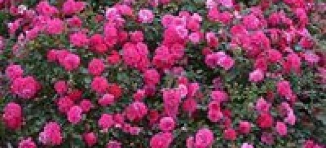 Доклад сообщение роза