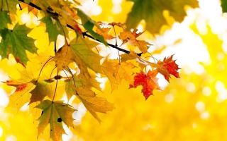 Анализ стихотворения бунина осень. чащи леса