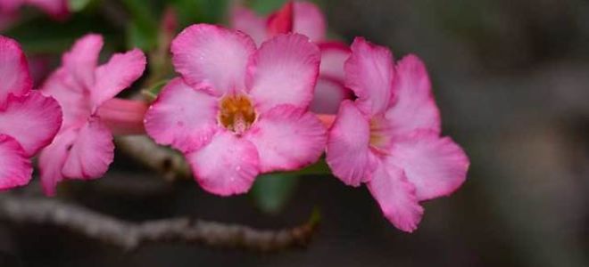 Вечный муж — краткое содержание повести достоевского