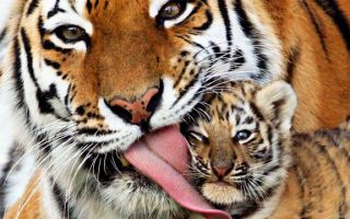 Тигр — доклад сообщение