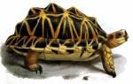 Старая черепаха — краткое содержание рассказа нагибин