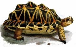 Старая черепаха — краткое содержание рассказа нагибин