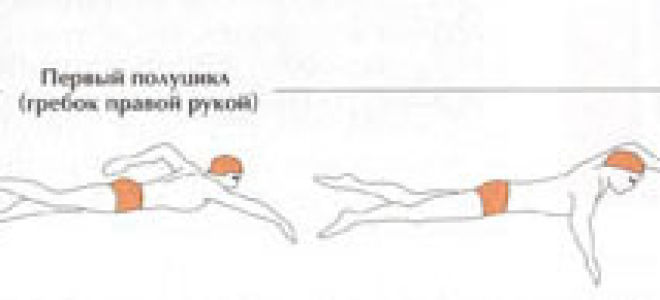 Плавание как вид спорта — сообщение доклад (2, 4, 9 класс)