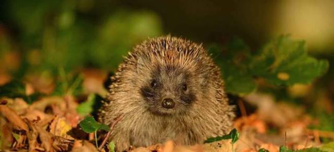 Доклад про ежа обыкновенного (сообщение)