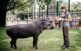 Московский зоопарк — сообщение доклад