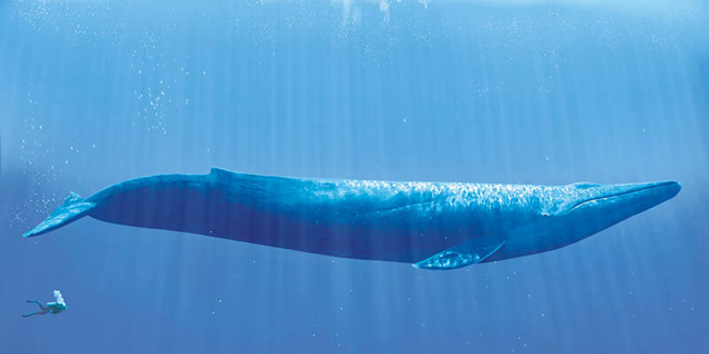 Синий кит - сообщение доклад