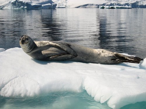 Доклад на тему Морской леопард сообщение