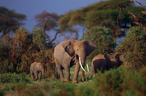 Охрана африканских слонов - сообщение доклад