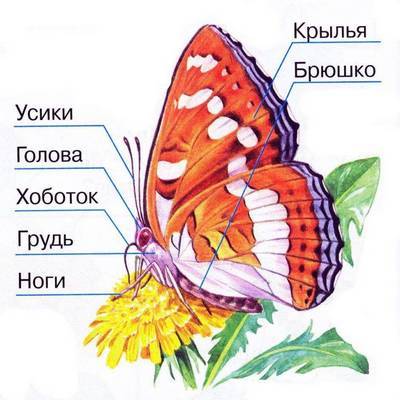 Бабочки - сообщение доклад (2, 7 класс. Биология. Окружающий мир)