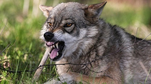Волк на псарне - краткое содержание басни Крылова