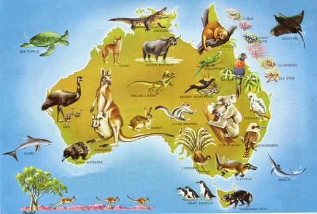 Природа, растения и животные Австралии
