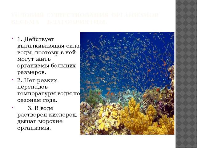 Животные океана - сообщение доклад