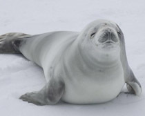 Тюлень - доклад сообщение