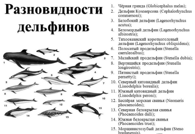 Дельфины - сообщение доклад (2, 4, 5, 7 класс)
