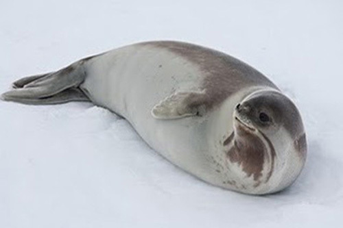 Тюлень - доклад сообщение