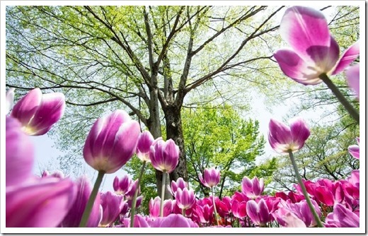 Как природа преображается весной с планом (доклад сообщение)