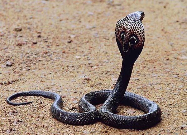 Кобра - сообщение доклад про змею