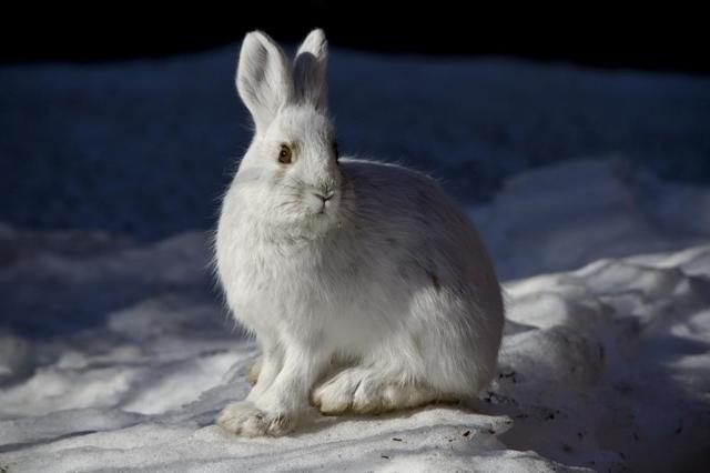 Какие животные меняют окраску зимой?