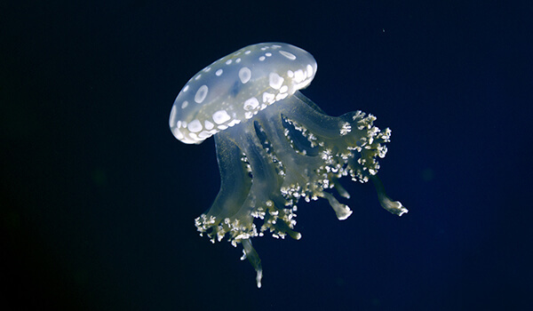 Медузы - доклад сообщение (3, 4, 7 класс, биология, окружающий мир)