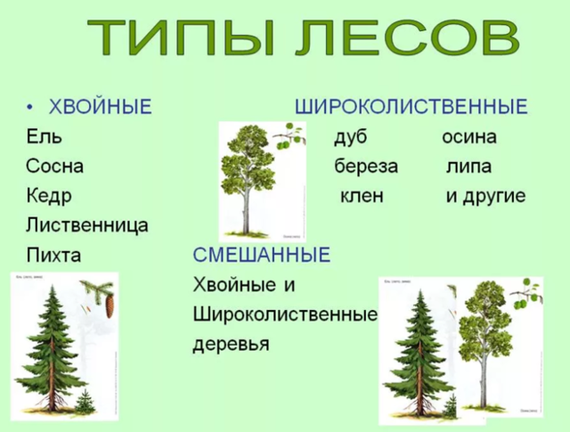 Жизнь леса - сообщение доклад (2, 4 класс окружающий мир)