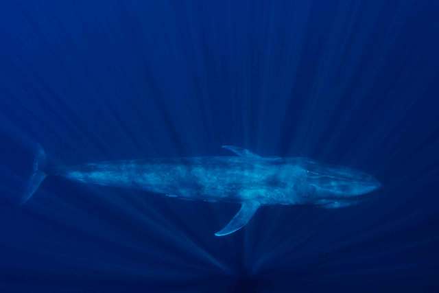 Синий кит - сообщение доклад