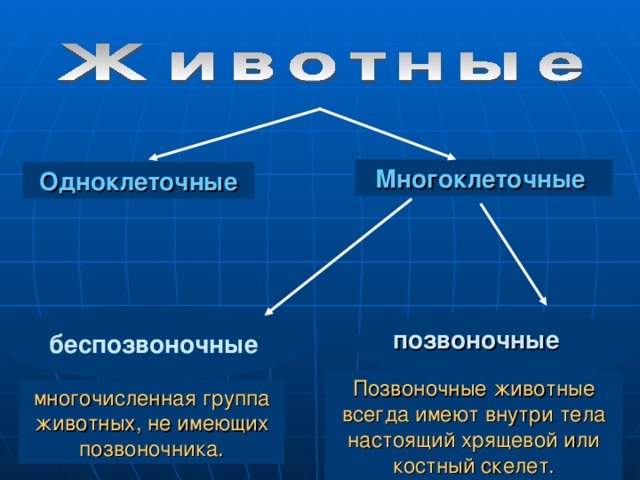 Позвоночные животные сообщение доклад (3, 5 класс окружающий мир)