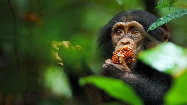 Шимпанзе - сообщение доклад