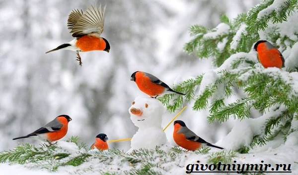 Доклад на тему Снегирь (описание птицы 1. 2, 4, 6 класс сообщение)