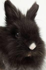 Кролики - сообщение доклад