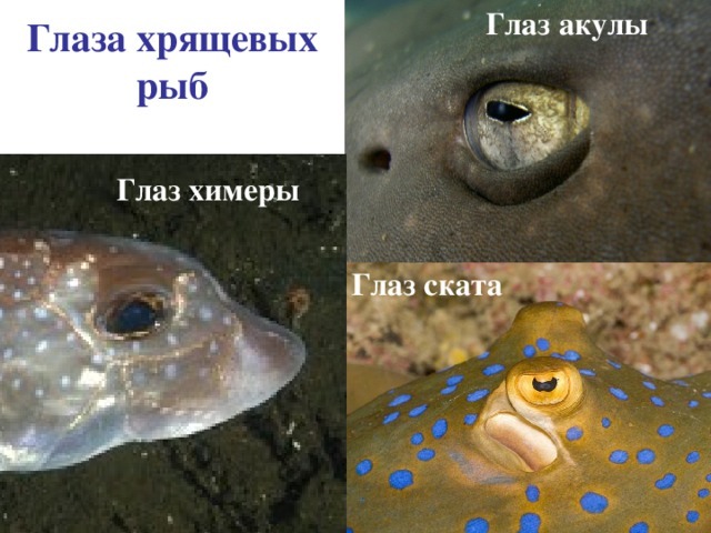 Хрящевые рыбы - 7 класс биология сообщение доклад