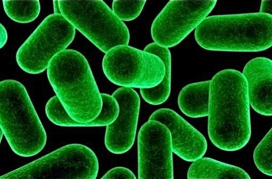 Какую пользу и вред приносят бактерии человеку 3 класс