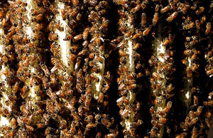 Пчелы, осы, шмели - сообщение доклад