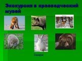 Позвоночные животные сообщение доклад (3, 5 класс окружающий мир)
