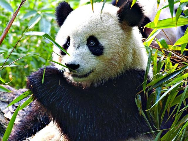 Панда - сообщение доклад
