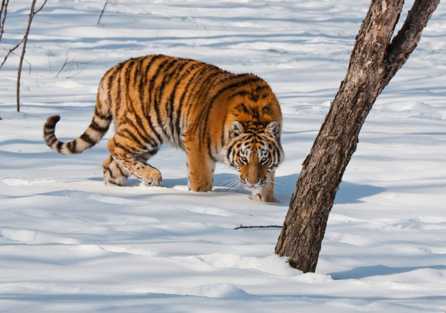Доклад про Амурского тигра (из Красной книги)