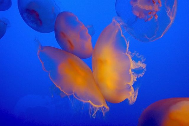 Медузы - доклад сообщение (3, 4, 7 класс, биология, окружающий мир)